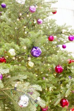 Bordeaux met en place la collecte des sapins