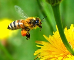 Dominique BUSSEREAU et Chantal JOUANNO lancent une démarche innovante en faveur de la protection des abeilles