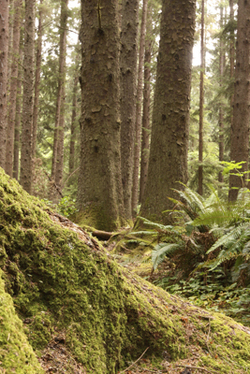 Une commune sur six est exposée à un risque de feux de forêt, mais seulement 2,9% d'entre elles disposent d'un plan de prévention