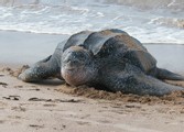 Gabon : les écologistes au secours des tortues marines