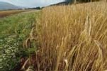 Les agriculteurs autorisés à utiliser les terres en jachère pour nourrir leur bétail