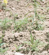 La sécheresse en France est moins forte qu'en 2005, malgré la canicule