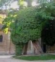 Paris : les arbres fichés …