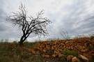 Alerte 'orange' aux orages sur cinq départements du Sud-Ouest