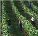 Avec le réchauffement climatique, l'Angleterre se met sérieusement à la viticulture