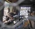 Confinement des oiseaux dans 244 communes