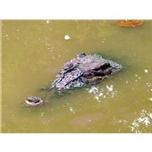 Crocodile en Roussillon