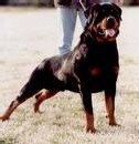Les Rottweillers attaquent ...