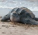 Gabon : les écologistes au secours des tortues marines