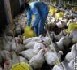 H5N1 : premiers essais encourageants d'un vaccin