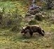 Nouveau lâcher d'ours à l'automne