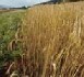 Les agriculteurs autorisés à utiliser les terres en jachère pour nourrir leur bétail