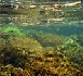 Une algue toxique tropicale sous observation en Méditerranée