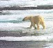 L’ours Polaire face à son destin